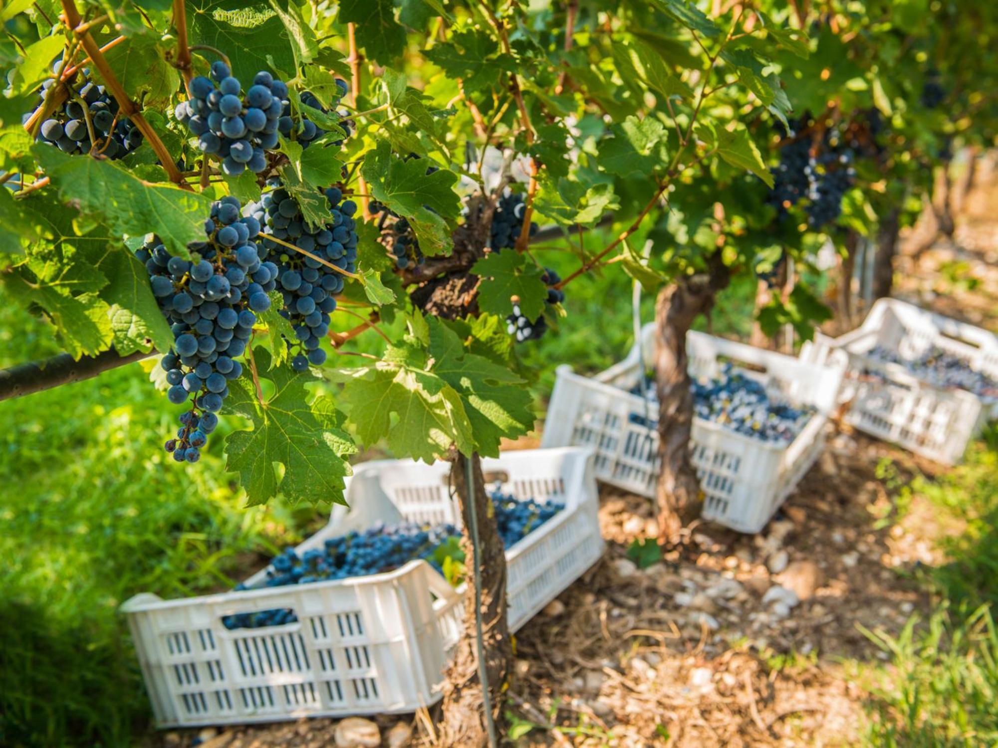 Tenuta La Presa Caprino Veronese Exterior foto