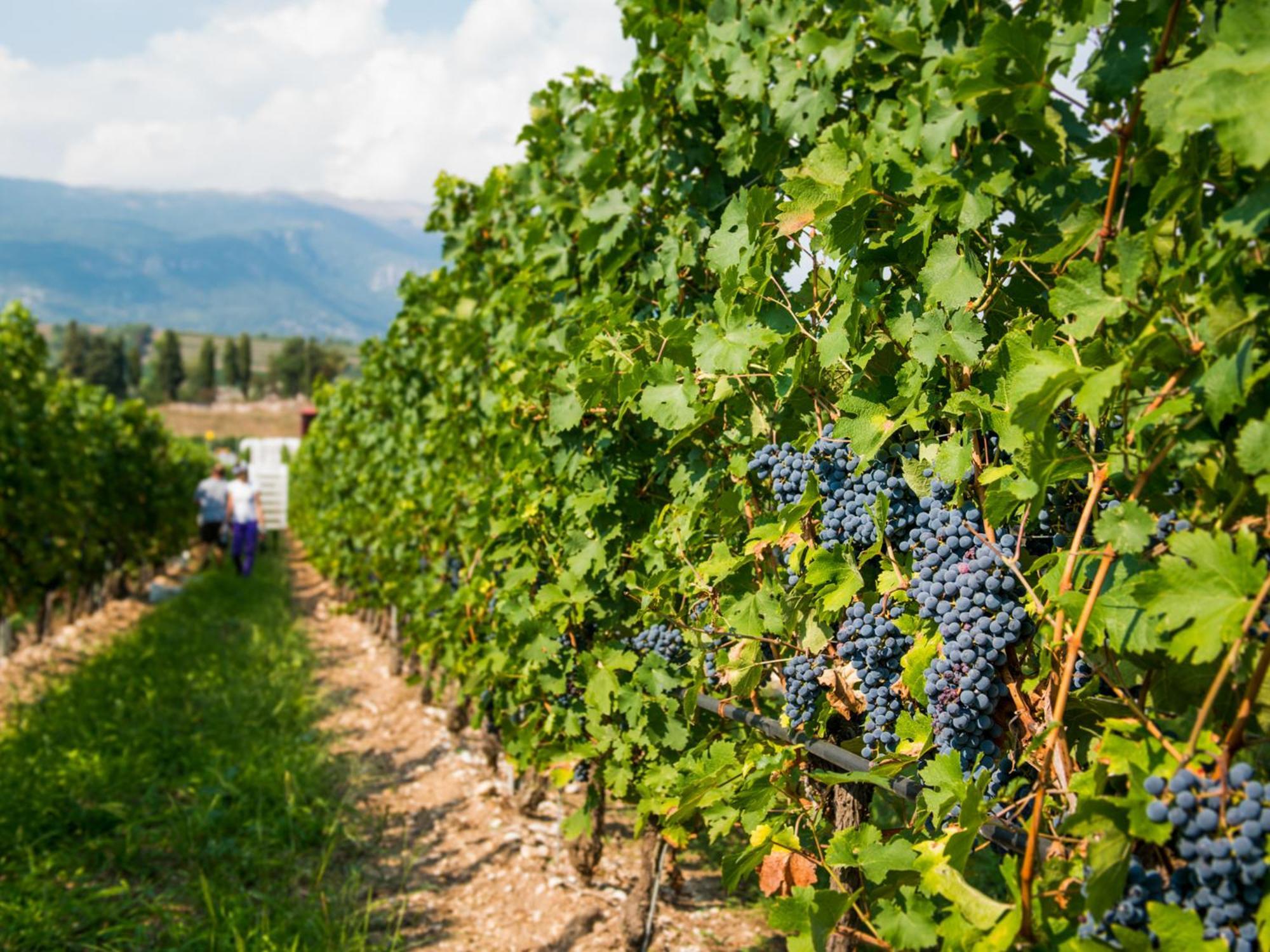 Tenuta La Presa Caprino Veronese Exterior foto